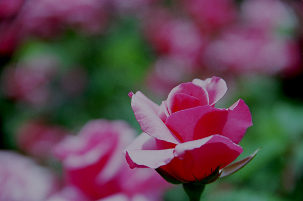 bara026 �J���[�i