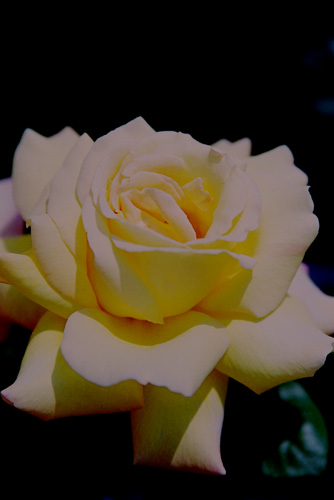 bara028 ��s�[�X