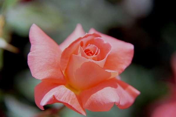 bara031 �S�[���f���X���b�p�[�Y