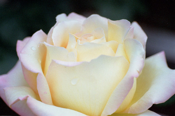 bara033 �c���s�[�X