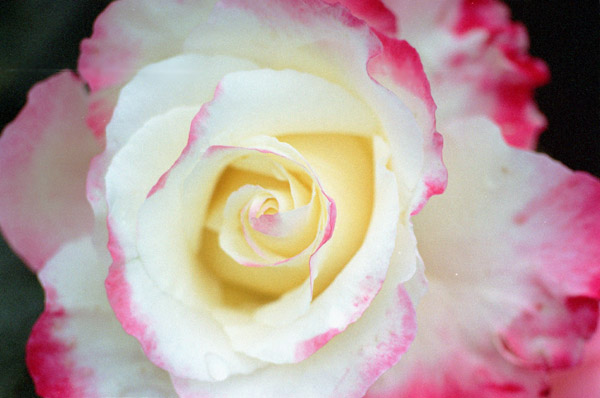 bara034�@�_�u���f���C�g