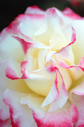 bara035 �_�u���f���C�g