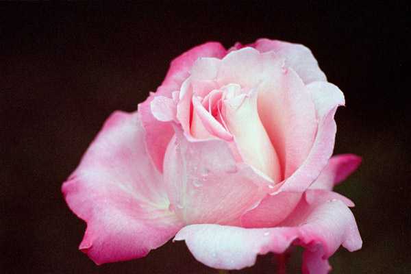 bara036 �t�@�[�X�g�e���l�b�T���X