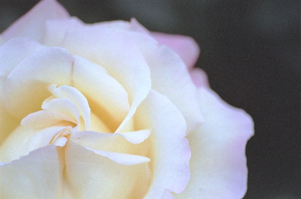 bara037 �s�[�X