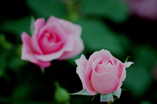 bara038 �t�����b�N