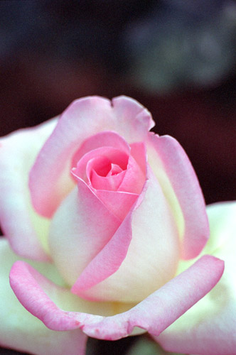 bara039 �v�����Z�X�@�h�D�@���i�R