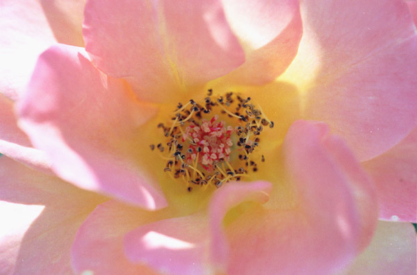 bara040�@�A���l�t�����N