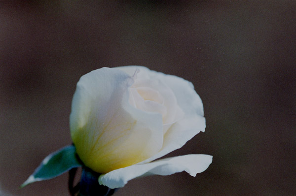 bara041 ���[���X�v���C�g