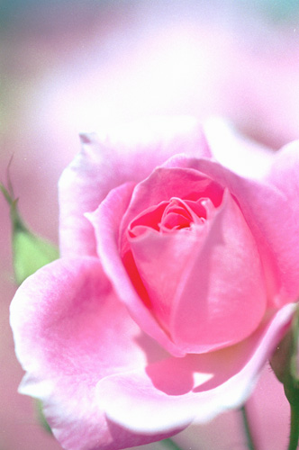 bara042 �t�����b�N�@�i�P�j