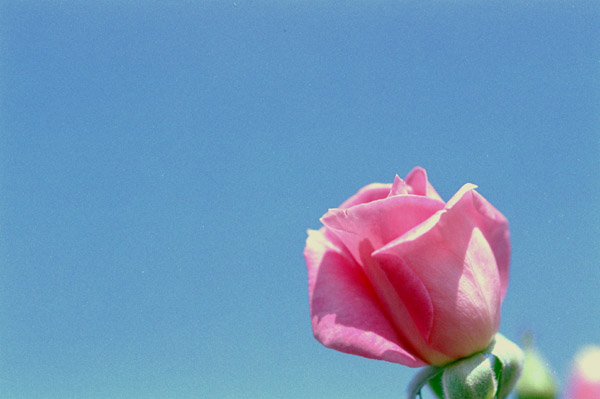 bara043 �t�����b�N�@�i�Q�j