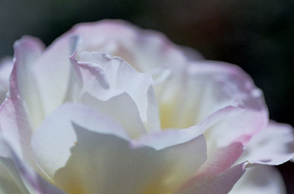 bara044 �K�[�f���p�[�e�B�[�@�i�P�j