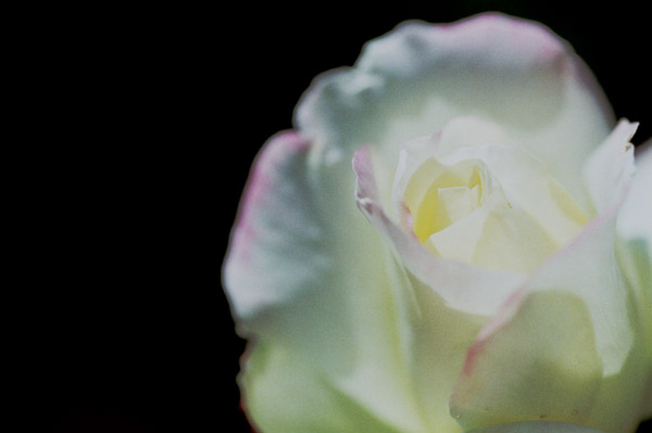 bara045 �K�[�f���p�[�e�B�[�@�i�Q�j