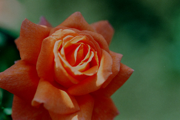 bara047 �W���j�i