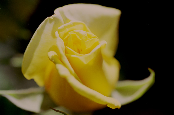 bara048 �t�@���c�@�[�S�[���h