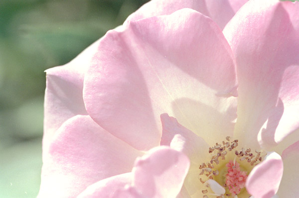 bara049 �}�`���_