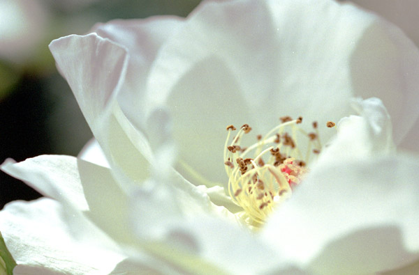 bara050 �z���C�g�}�W�b�N