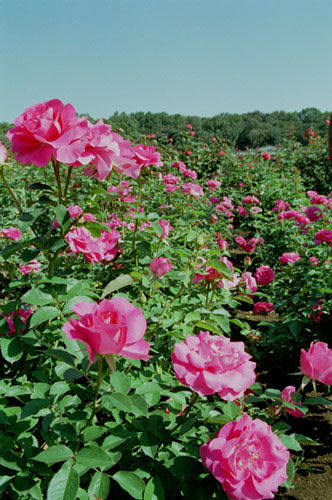 bara051 �����