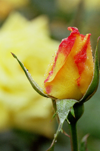 bara052 �C�G���[�W���C�A���g