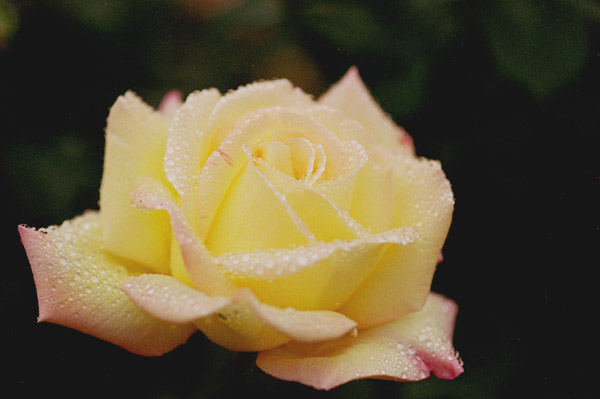 bara054 �s�[�X