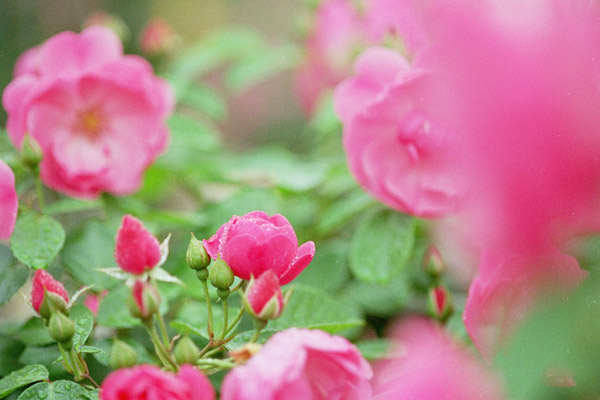 bara055 �E�����[���~�����X�^�[