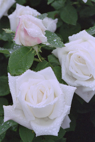 bara056 ��t���E�J�[���h���V���L