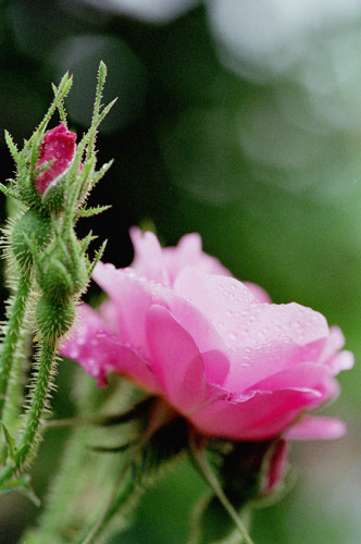 bara057 ���T�E�|�~�t�F��