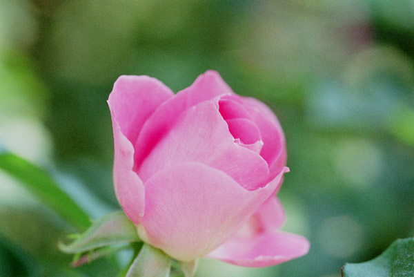 bara060 ���u�~�[�e���_�[