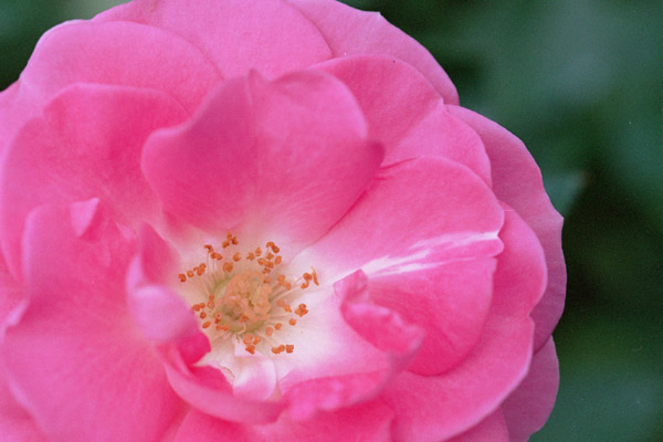 bara061�@���u�~�[�e���_�[