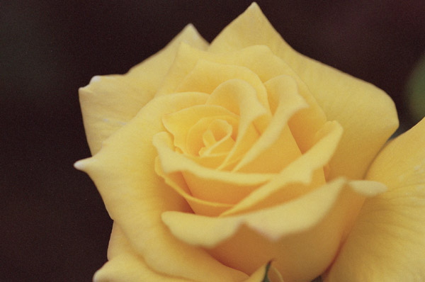 bara062 �S�[���f���Z�v�^�[