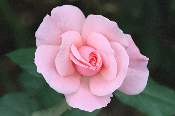 bara063 �N�C�[���@�G���U�x�X