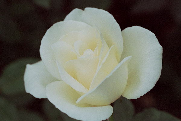 bara064 �z���C�g�@�N���X�}�X