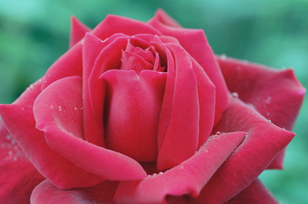 bara065 �~�X�^�[�@�����J�[��