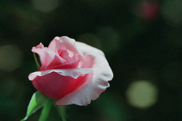 bara067 �J���[�i