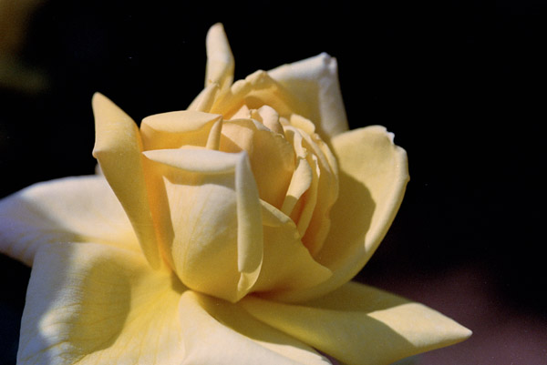 bara068 �C�G���[�W���C�A���g