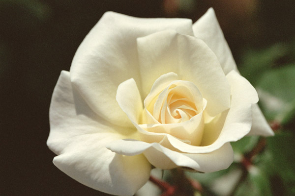 bara069 �T���g�K