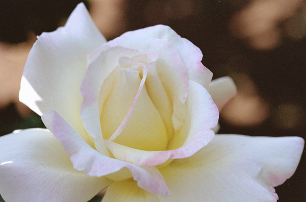 bara070 �K�[�f���p�[�e�B�[