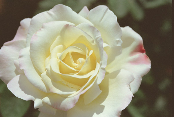 bara071 �K�[�f���p�[�e�B�[