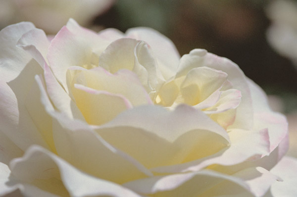 bara072 �K�[�f���p�[�e�B�[