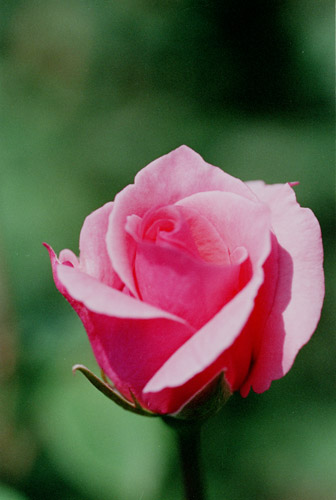 bara073 �J���[�i