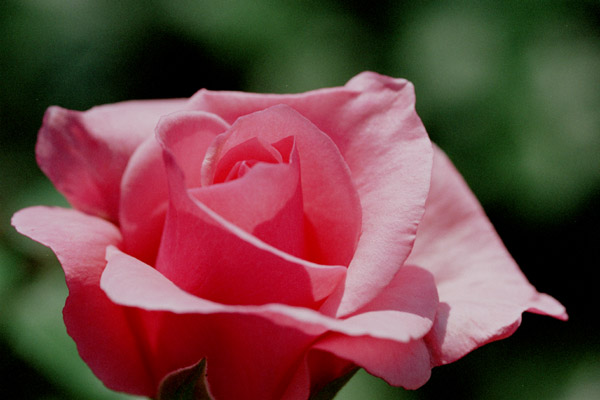 bara074.jpg �J���[�i