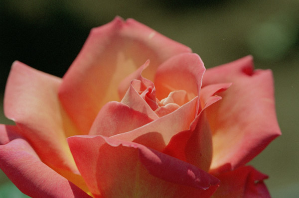 bara075 �V�J�S�s�[�X