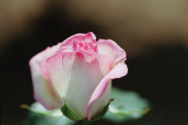 bara076 �v�����Z�X�@�h�@���i�R