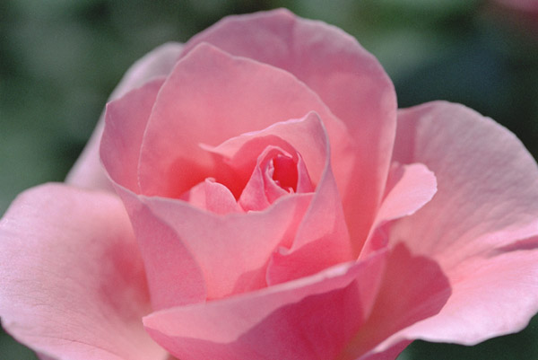 bara077 �N�C�[���G���U�x�X