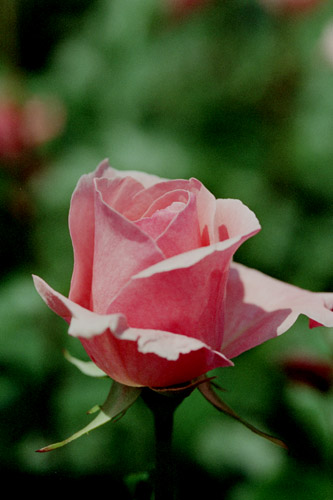 bara078 �N�C�[���G���U�x�X