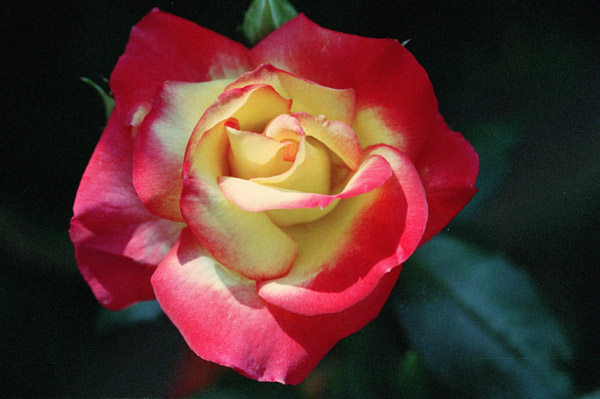 bara079 ��`���[���X�g��