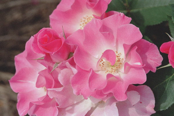 bara080�@�V�i��