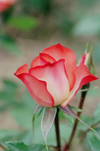 bara081 �V�i��