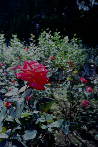 bara094 2008�N10���̃o��(01)