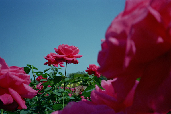 bara095 2008�N10���̃o��(02)