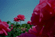 bara095 2008年10月のバラ(02)